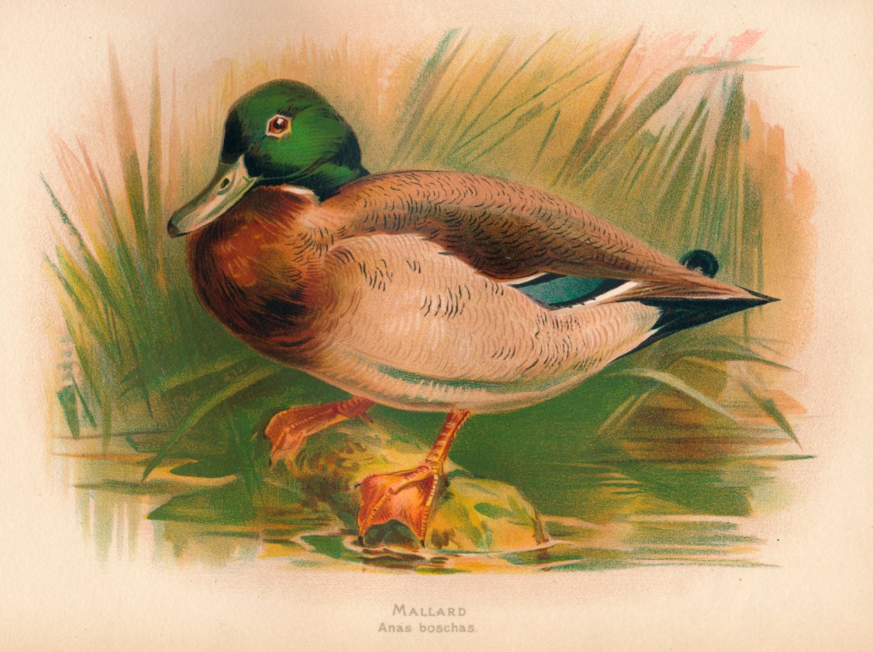Germano reale Anas boschas, 1900 da Charles Whymper