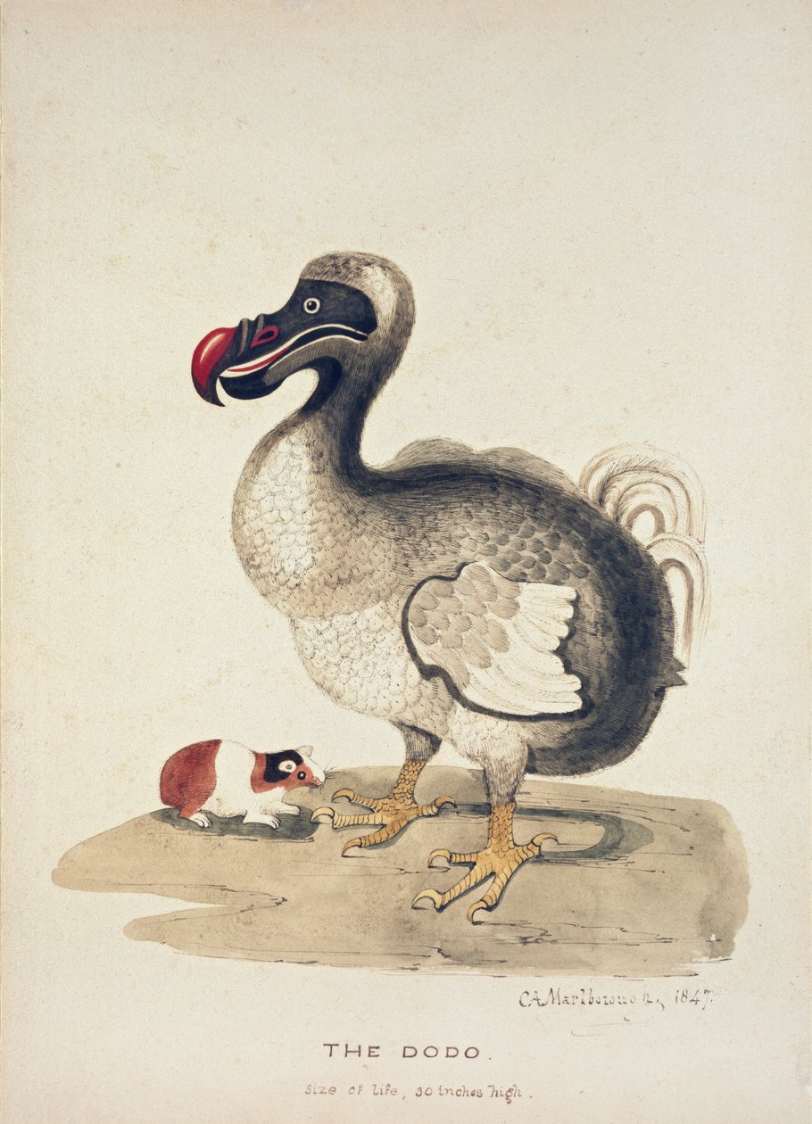 Studio di un dodo e di una cavia, 1847 da Charlotte Augusta Spencer Churchill