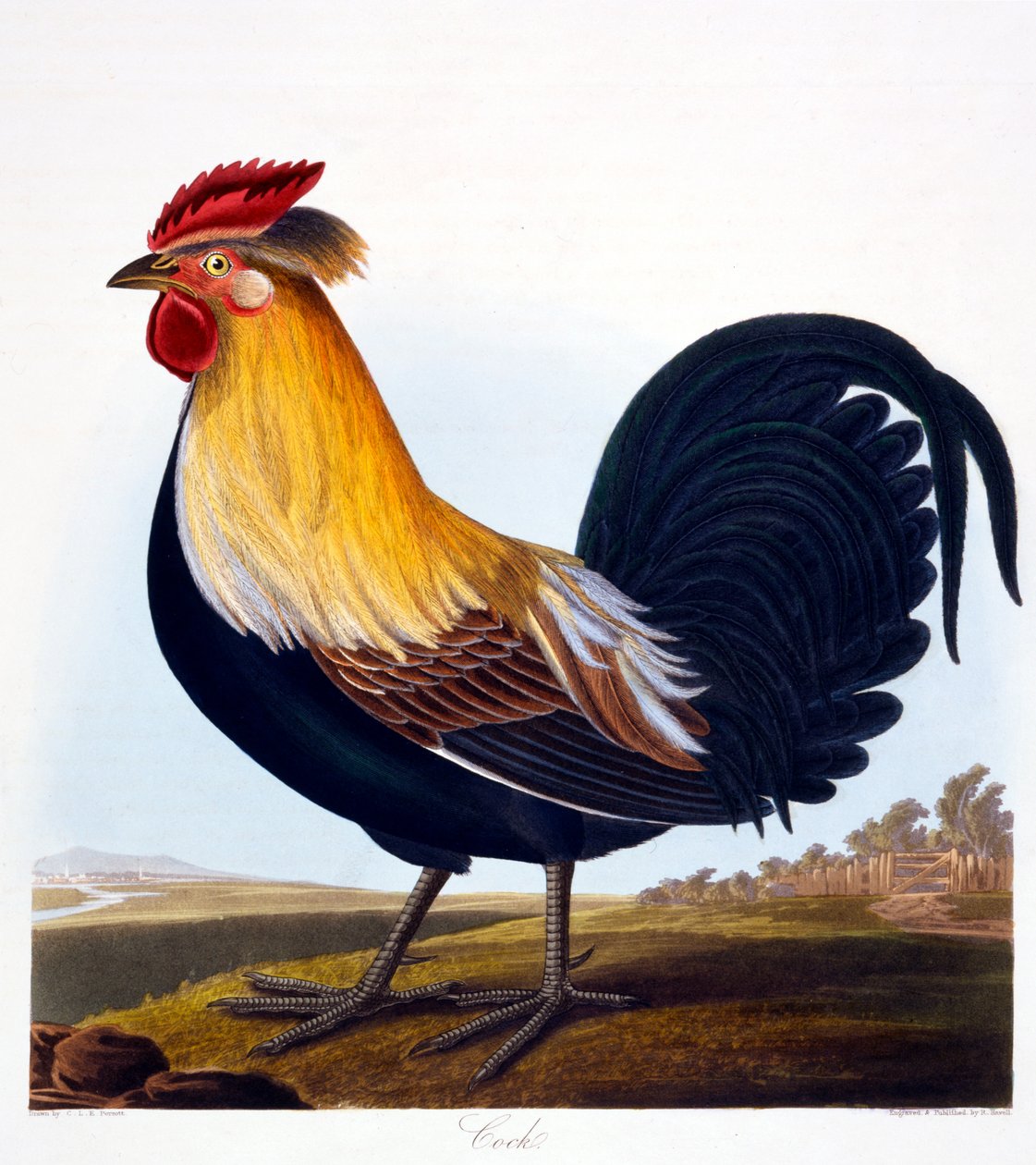 Gallo (Phasianus), inciso da Robert Havell, Jr, 1835 da Charlotte L. E. Perrott