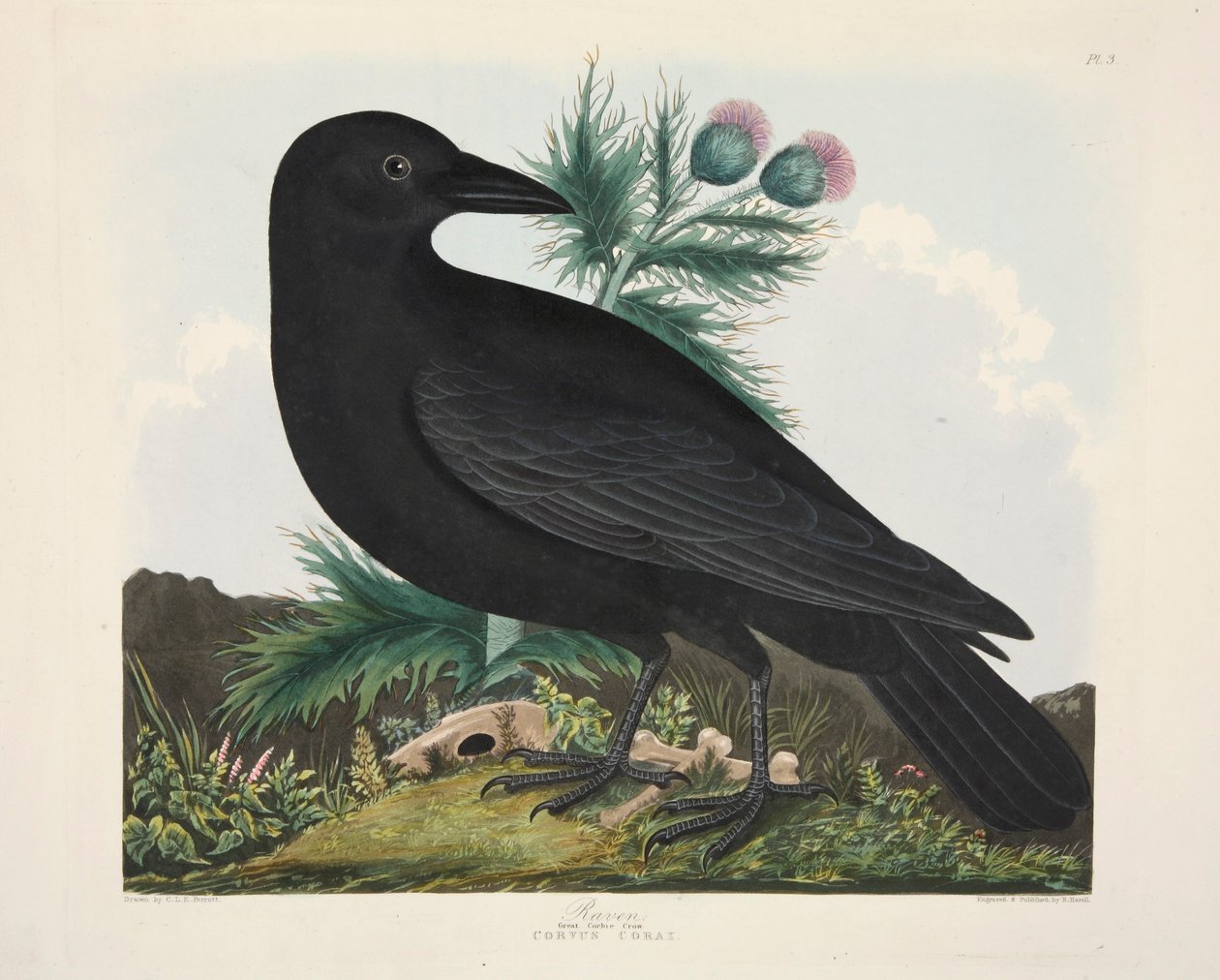 Corvo, Corvus Corai da Charlotte Lousia Emily Perrott