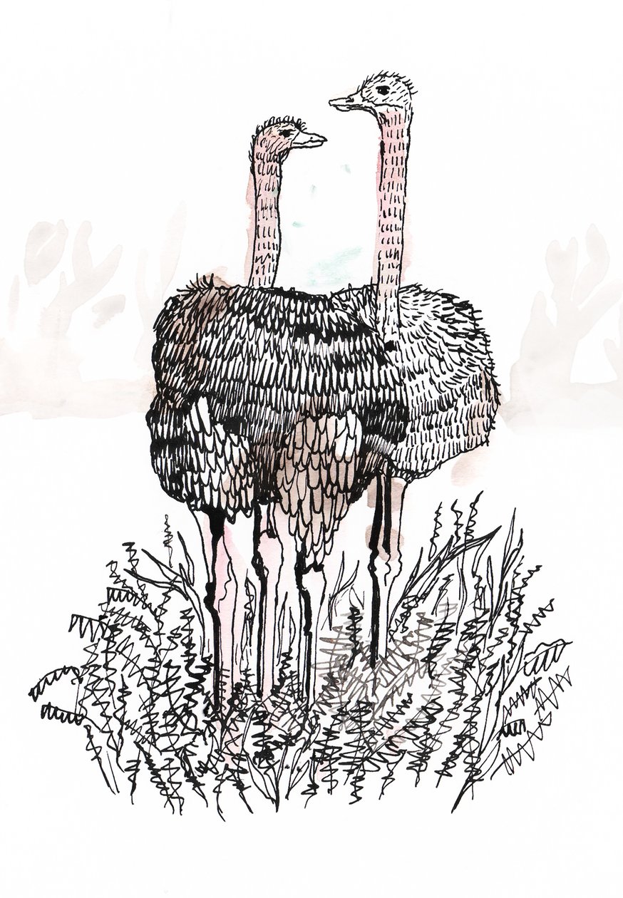Fenicotteri, 2018 da Charlotte Orr