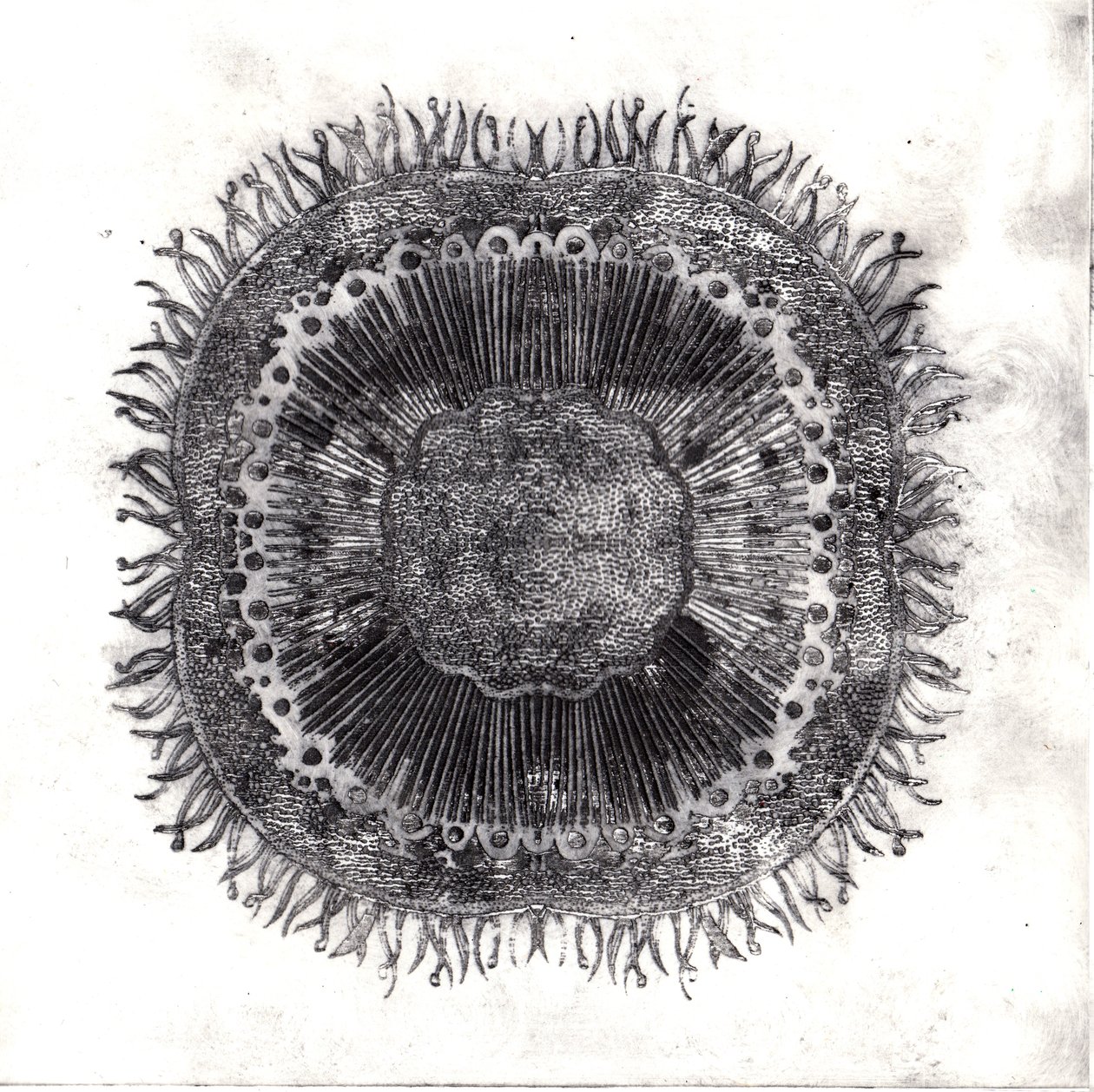Cellule Vegetali, 2019 da Charlotte Orr
