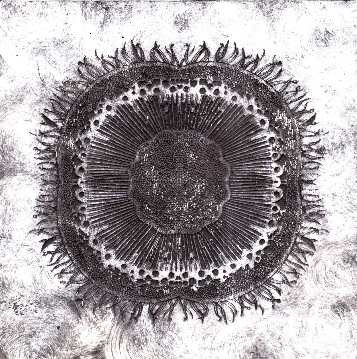 Cellule Vegetali, 2019 da Charlotte Orr