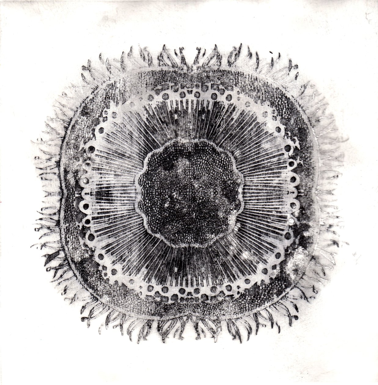 Cellule vegetali da Charlotte Orr