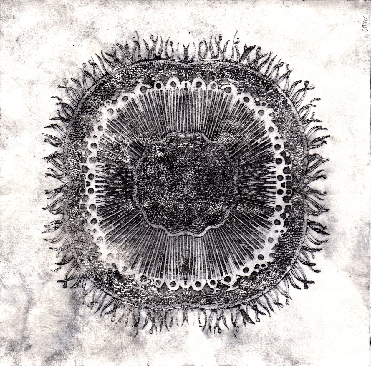 Cellule Vegetali, 2019 da Charlotte Orr