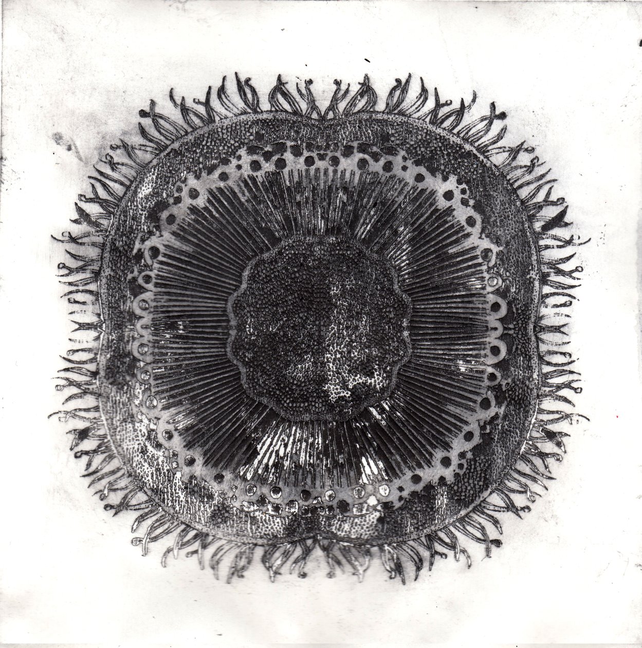 Cellule Vegetali, 2019 da Charlotte Orr