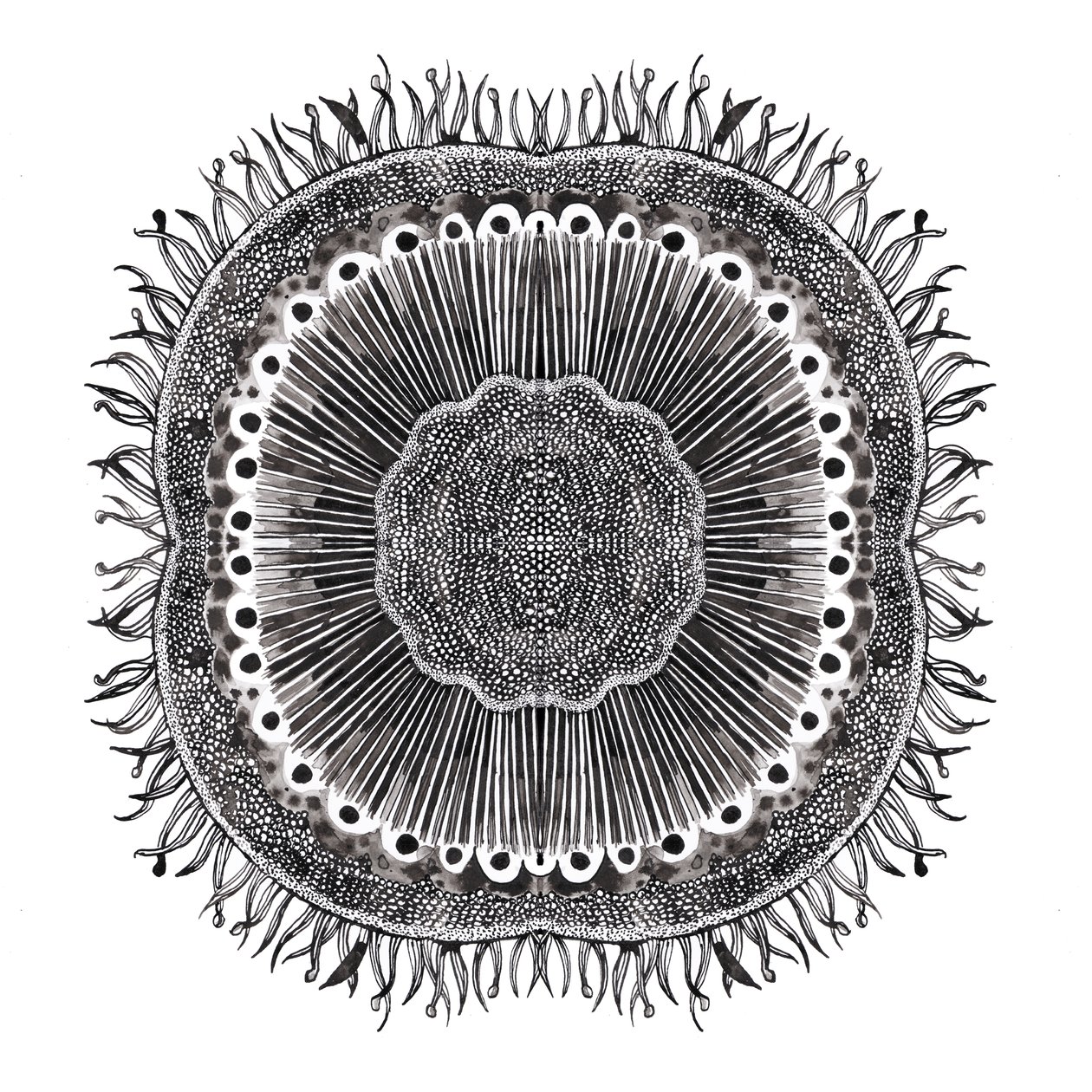 Cellule Vegetali, 2019 da Charlotte Orr