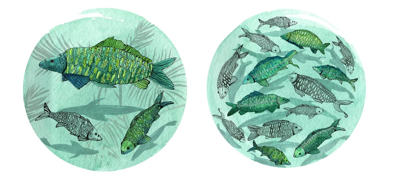 Pesce Piccolo Stagno Grande, 2018 da Charlotte Orr