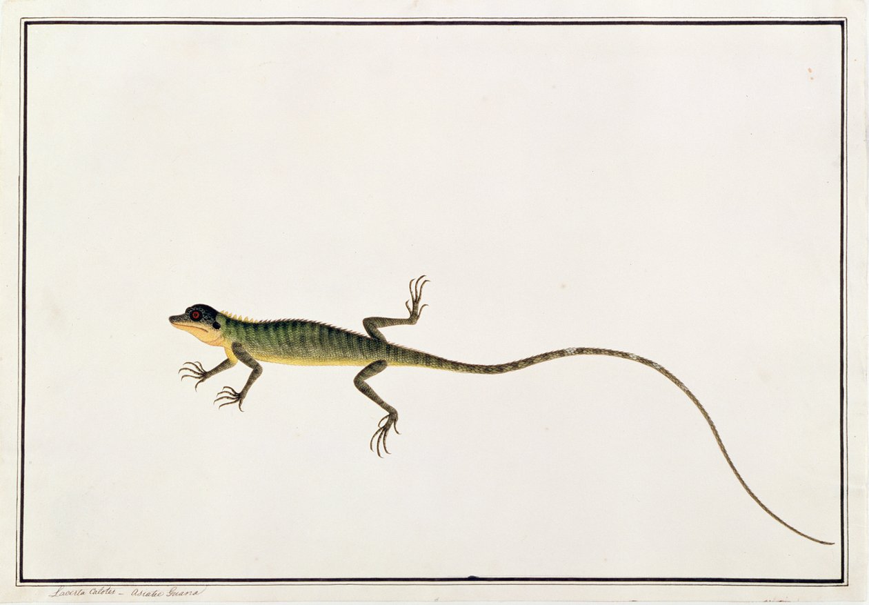 Guana asiatica, Lacerta Calotes, da Disegni di animali, insetti e rettili di Malacca, c.1805-18 da Chinese School
