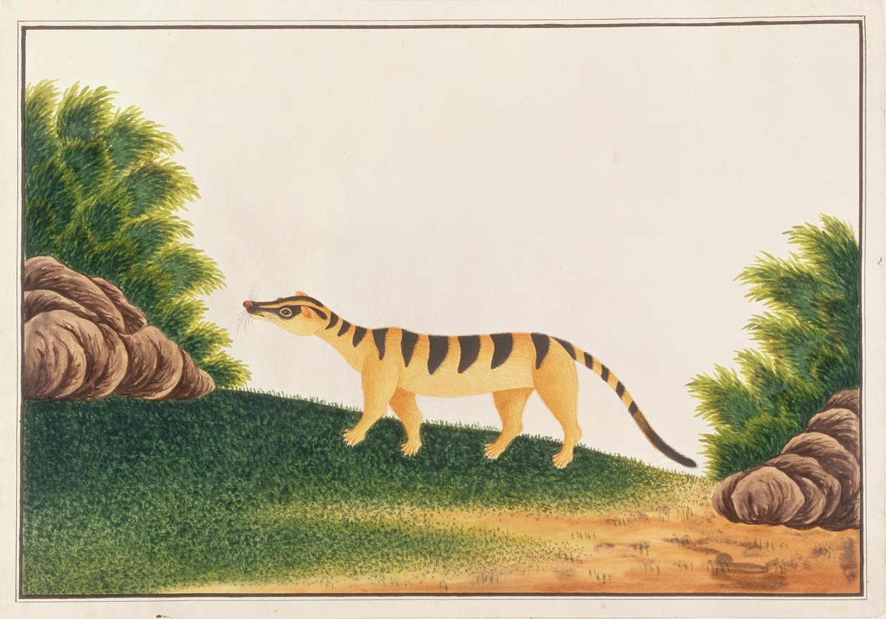 Zibetto delle palme fasciato, da Disegni di animali, insetti e rettili di Malacca, c.1805-18 da Chinese School