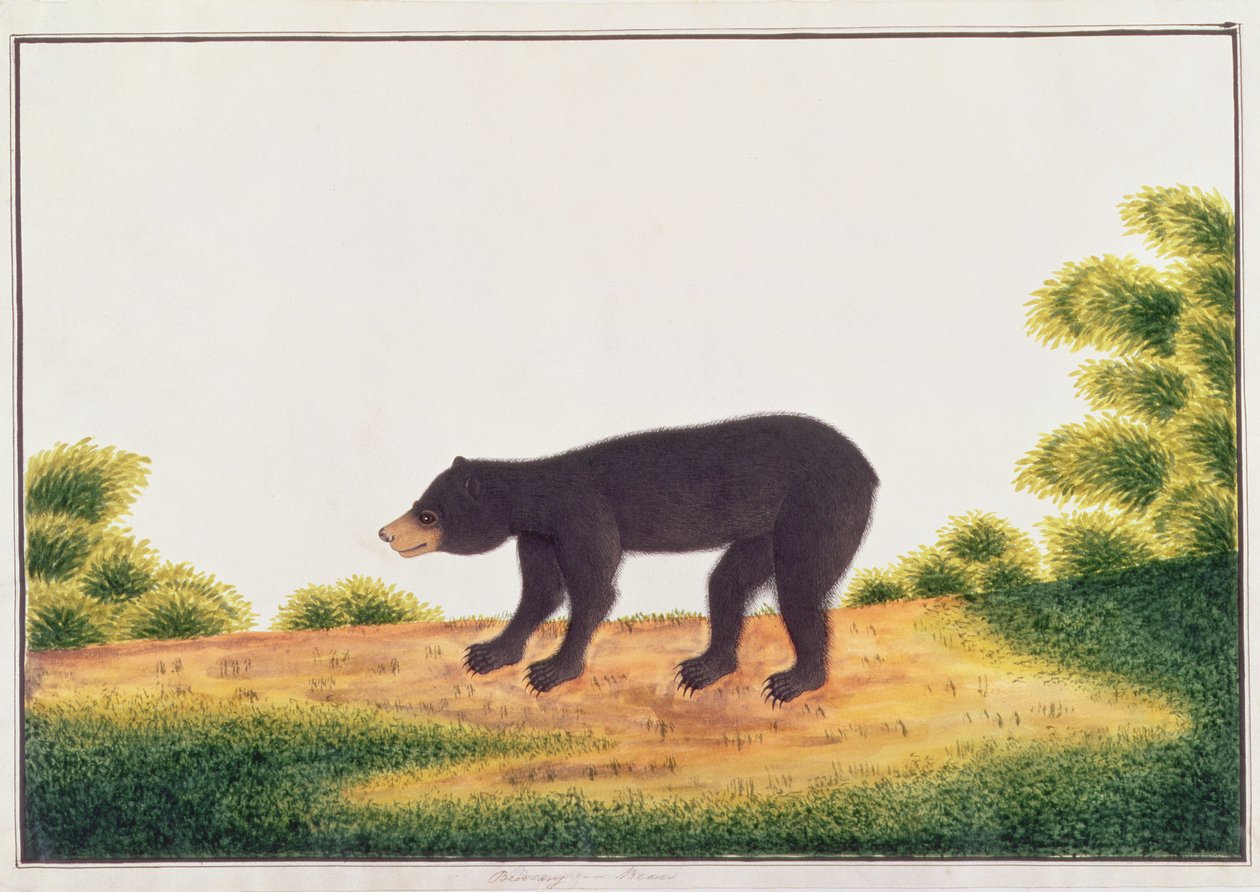 Orso, Broo-ang, da Disegni di animali, insetti e rettili di Malacca, c.1805-18 da Chinese School