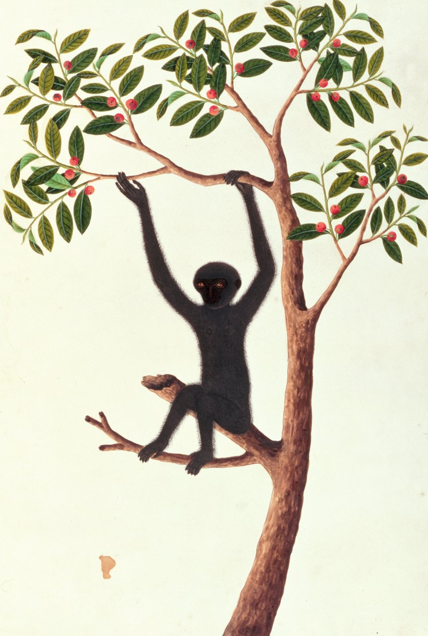 Scimmia nera a braccia lunghe, Ongka Pitam, da Disegni di animali, insetti e rettili di Malacca, c.1805-18 da Chinese School