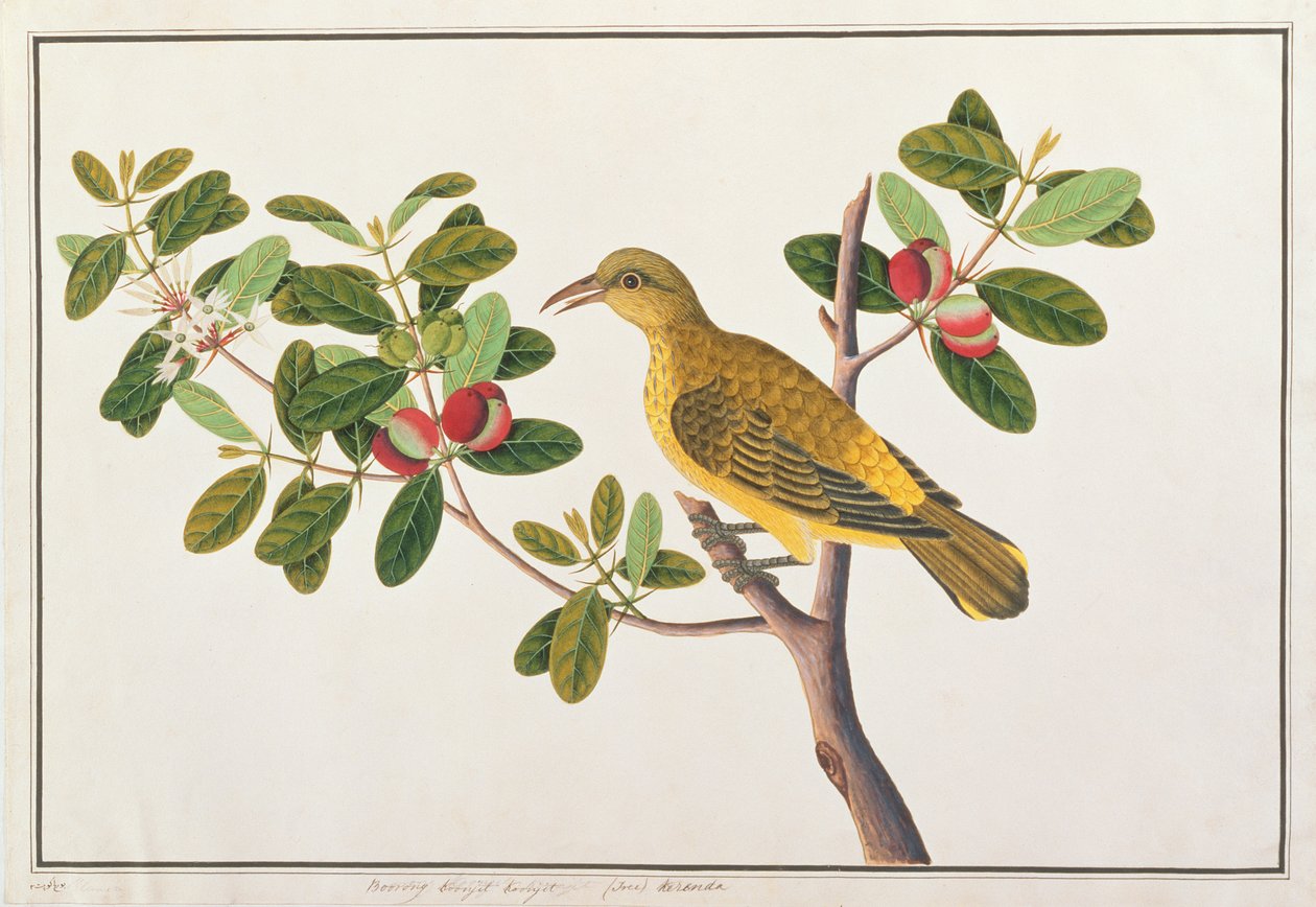Oriole dal collo nero, da Disegni di uccelli di Malacca, c.1805-18 da Chinese School
