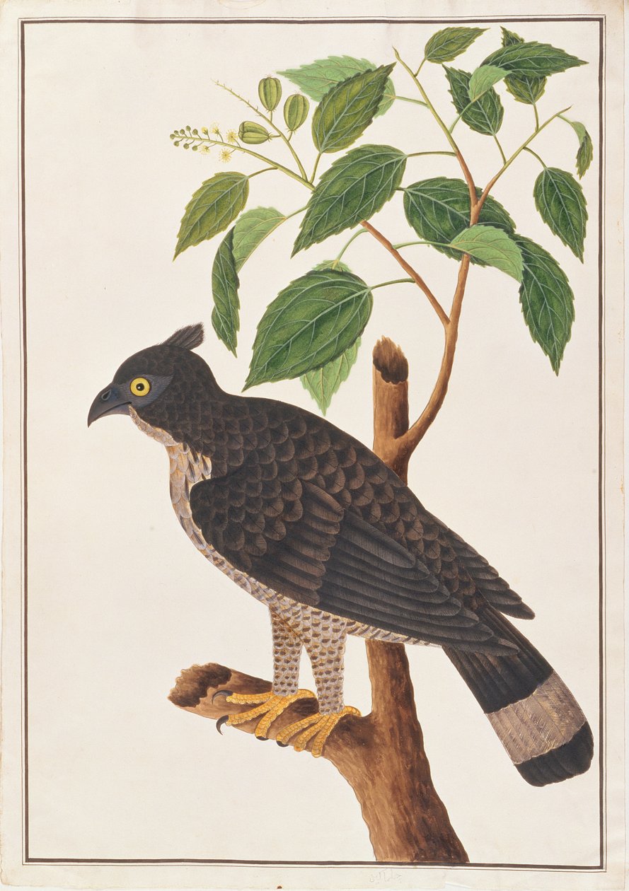 Aquila di Blyth, da Disegni di Uccelli di Malacca, c.1805-18 da Chinese School