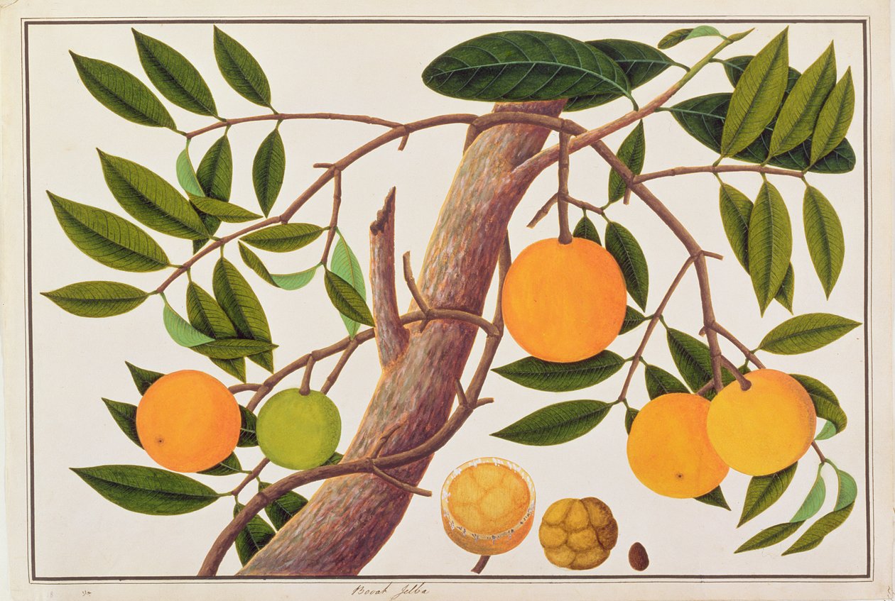 Booah Jebba, da Disegni di Piante di Malacca, c.1805-18 da Chinese School