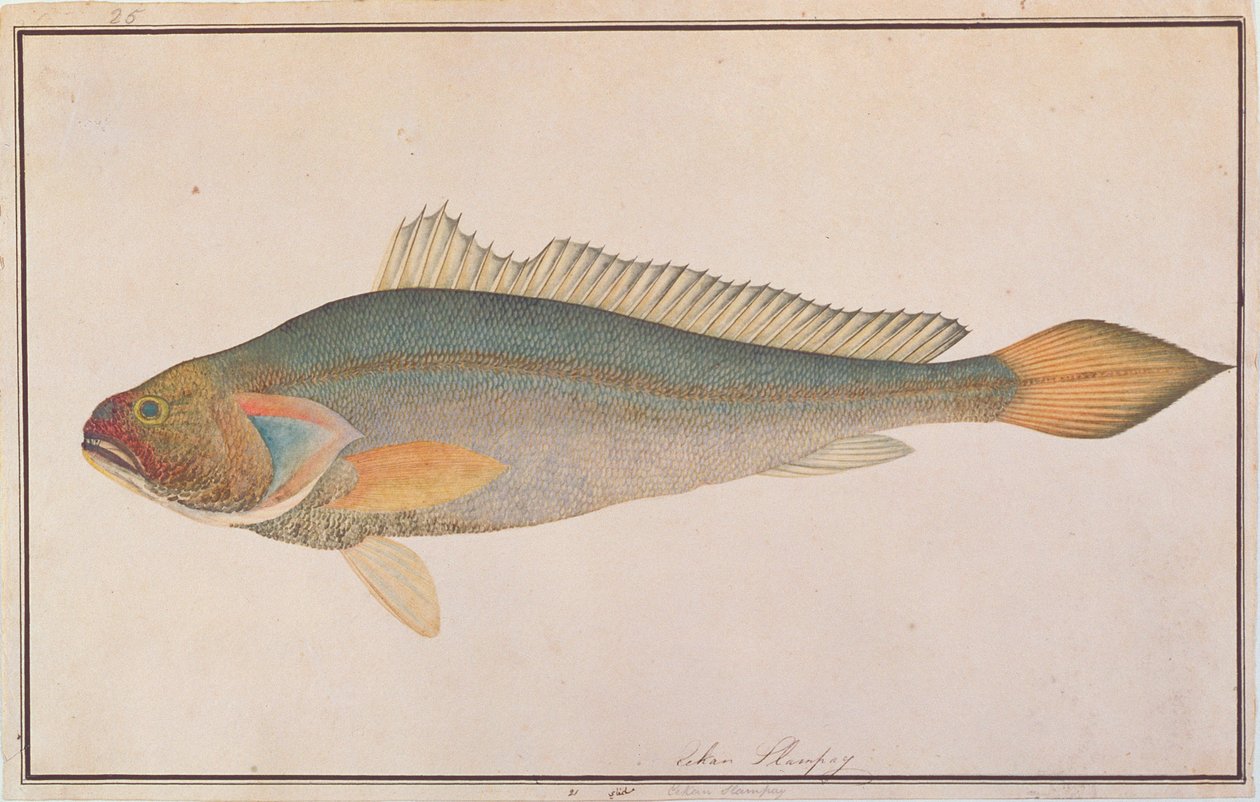 Bronze Croaker, da Disegni di pesci di Malacca, c.1805-18 (acquerello su carta) da Chinese School