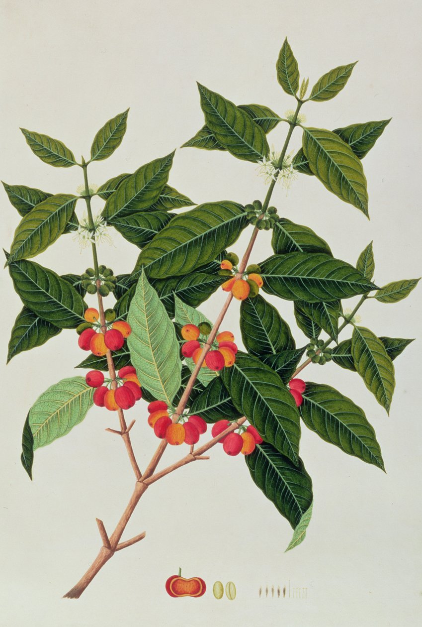 Caffè, da Disegni di Piante di Malacca, c.1805-18 da Chinese School