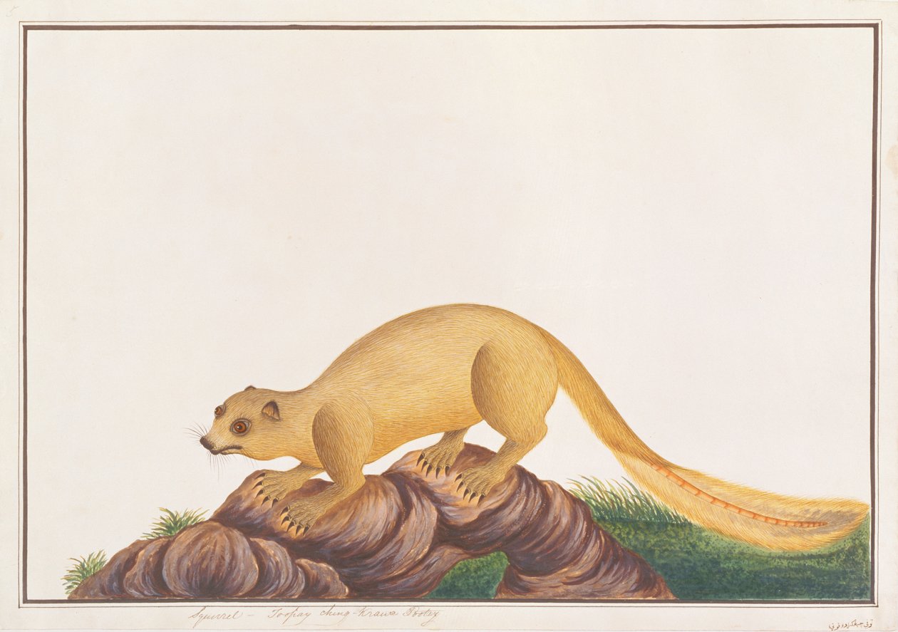 Scoiattolo gigante color crema, da Disegni di animali, insetti e rettili di Malacca, c.1805-18 da Chinese School