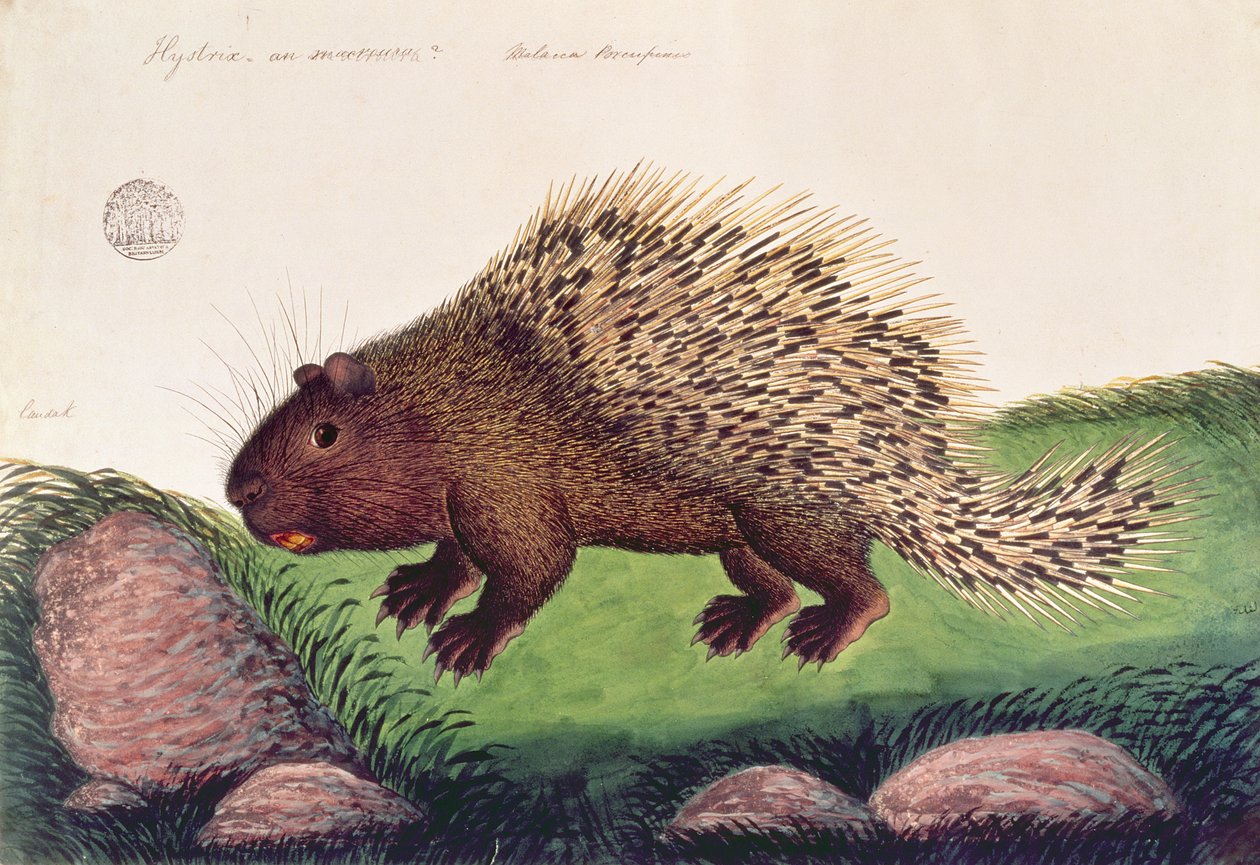 Dammai Batoo, da Disegni di animali, insetti e rettili di Malacca, c.1805-18 da Chinese School