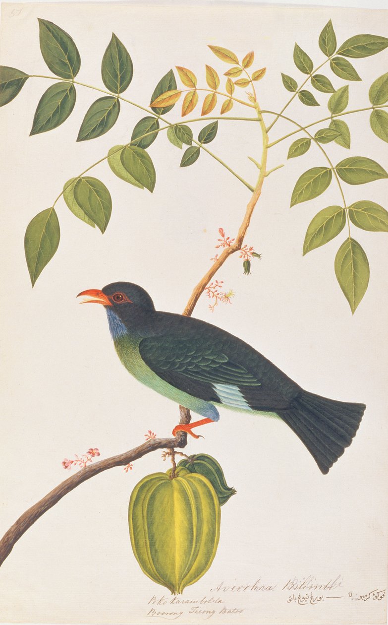 Dollarbird, da Disegni di uccelli di Malacca, c.1805-18 da Chinese School