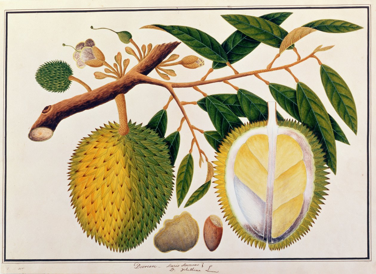 Doorean o Durio Hercorae, da Disegni di Piante di Malacca, c.1805-18 da Chinese School