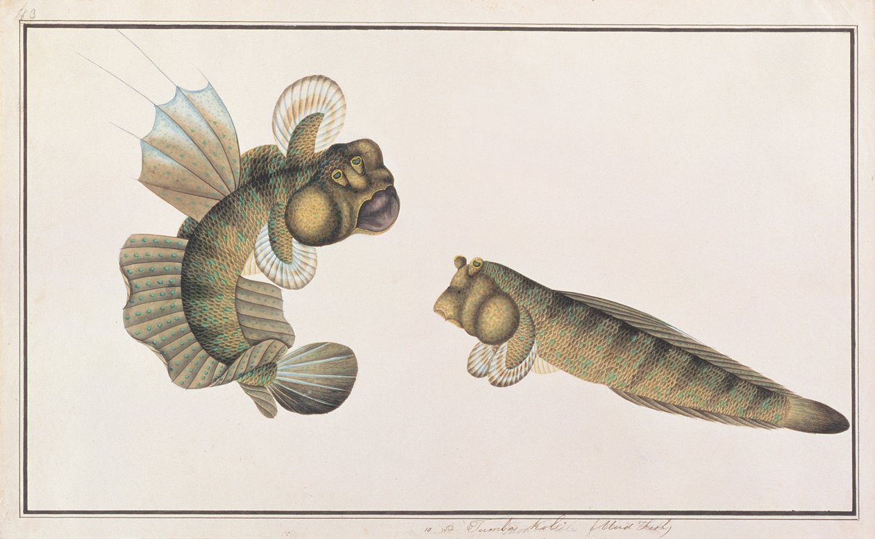 Pesce saltatore del fango, da Disegni di pesci di Malacca, c.1805-18 da Chinese School