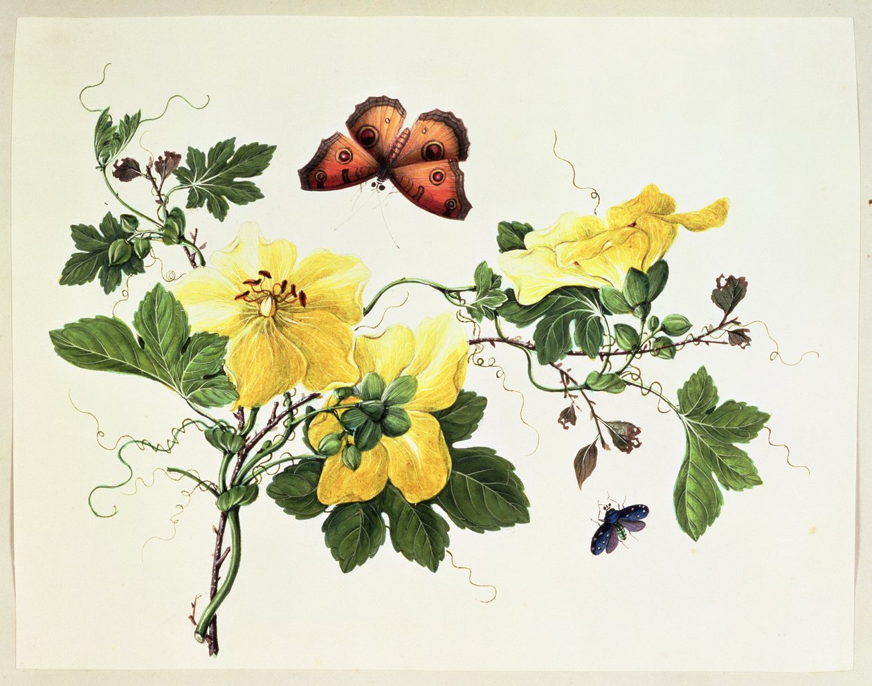 Studio di fiori e farfalla da Chinese School