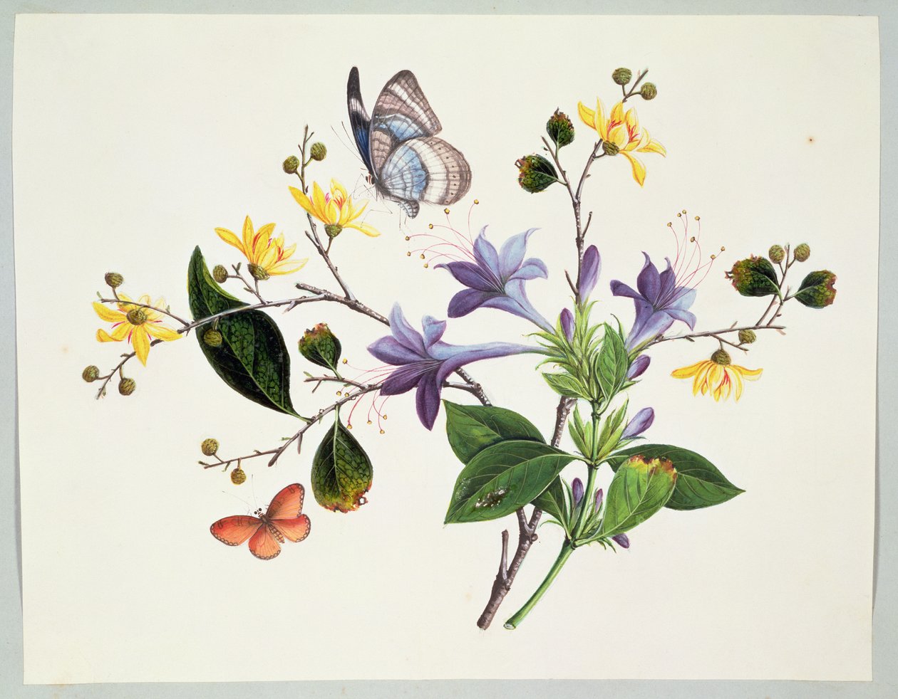 Studio di fiori e insetti da Chinese School