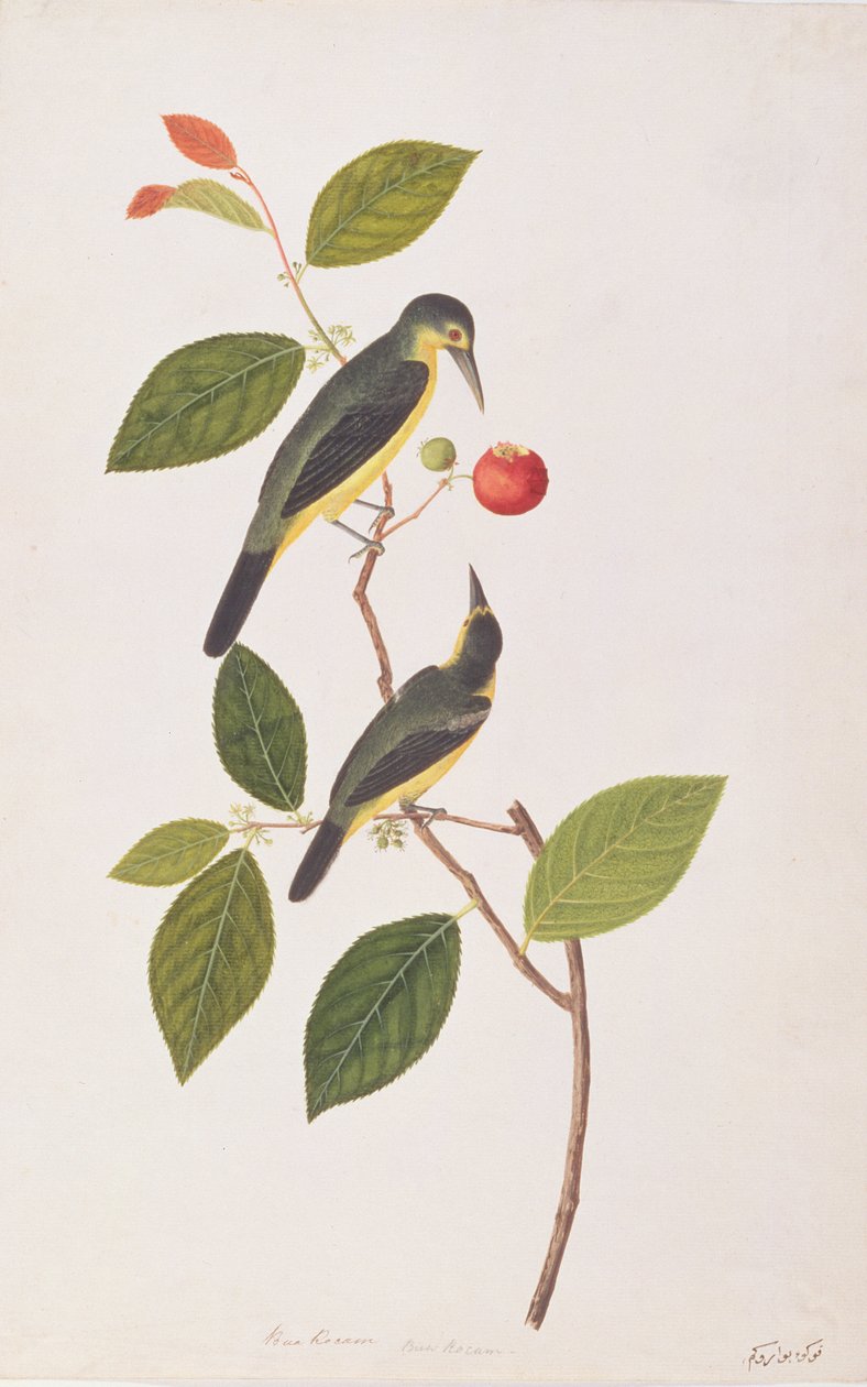 Grande Iora, da Disegni di uccelli di Malacca, c.1805-18 da Chinese School