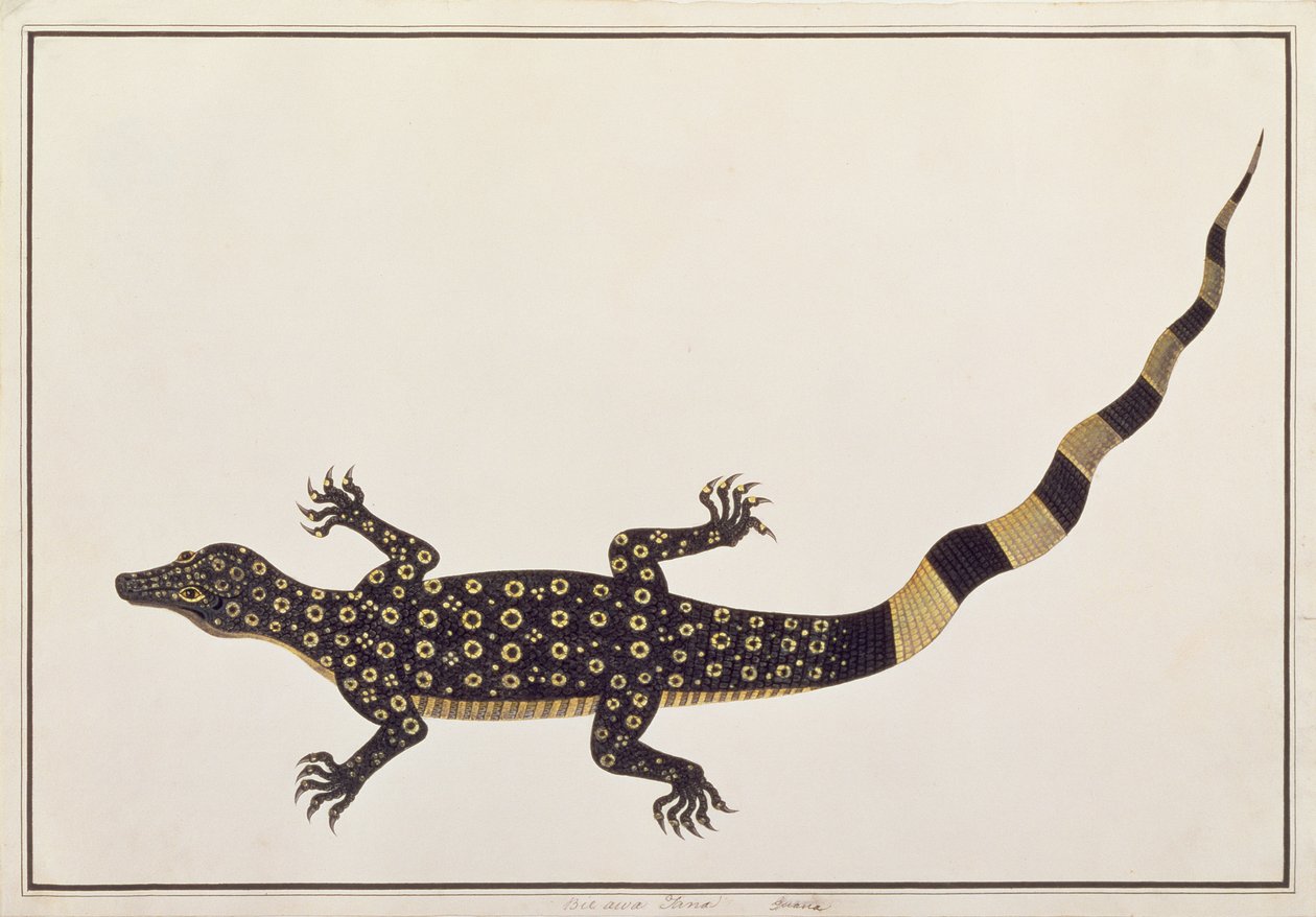 Guana, Bie awa Tana, da Disegni di animali, insetti e rettili di Malacca, c.1805-18 da Chinese School