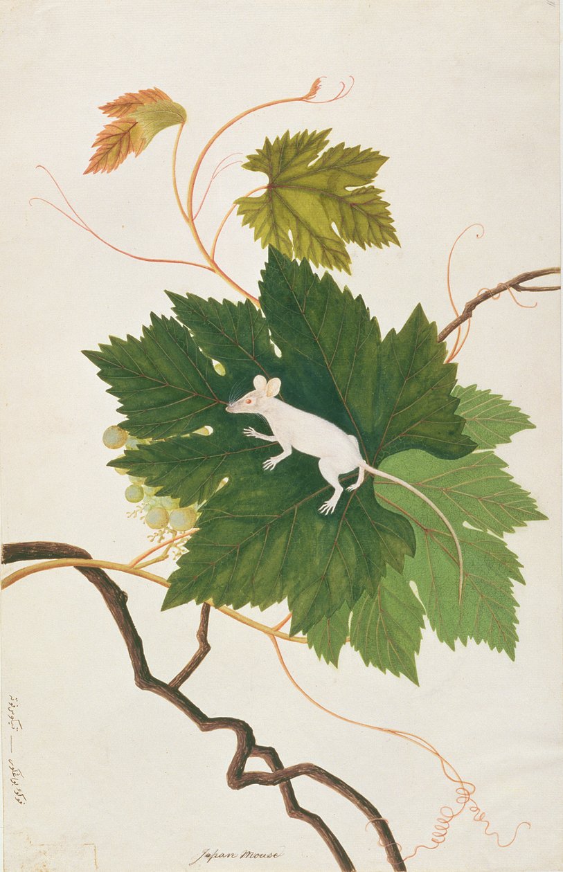 Topo domestico, da Disegni di animali, insetti e rettili di Malacca, c.1805-18 da Chinese School