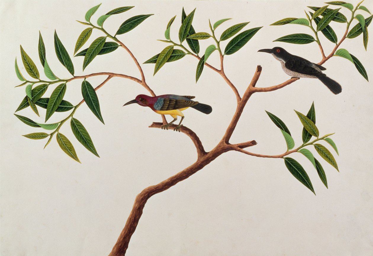 Colibrì, Boorong cherichap, da Disegni di uccelli di Malacca, c.1805-18 da Chinese School