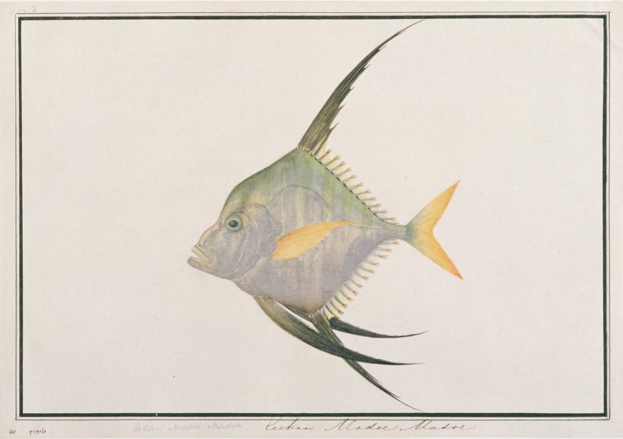 Pesce filo indiano, da Disegni di pesci di Malacca, c.1805-18 da Chinese School