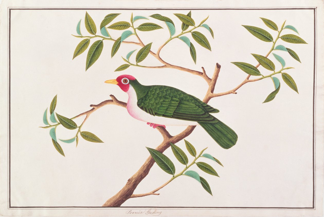 Colomba fruttata Jambu, da Disegni di uccelli di Malacca, c.1805-18 da Chinese School