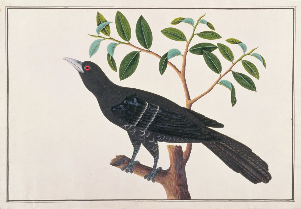 Koel, da Disegni di uccelli di Malacca, c.1805-18 da Chinese School
