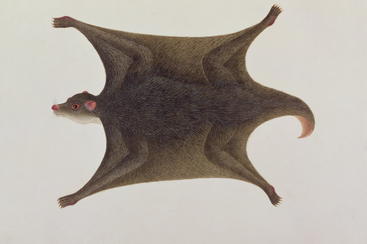 Koolong (Malay) Lemur, Macanee, da Disegni di Animali, Insetti e Rettili di Malacca, c.1805-18 da Chinese School
