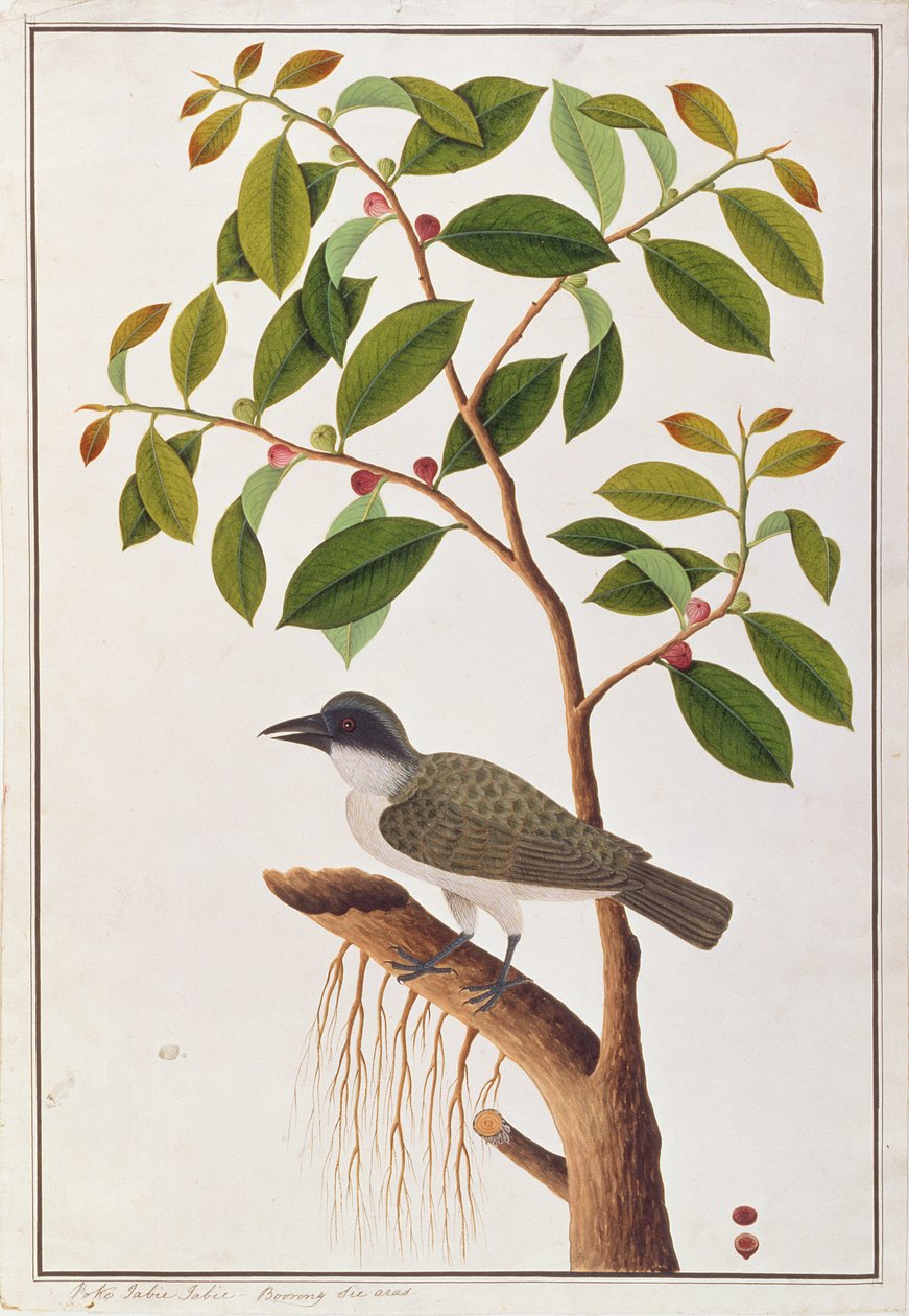 Shrike di Legno Grande, da Disegni di Uccelli di Malacca, c.1805-18 da Chinese School