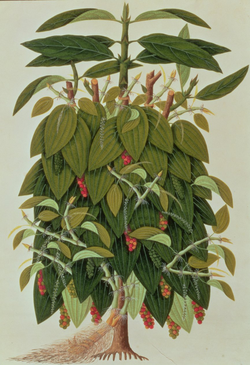 Lava Etam o Pepe Nero, da Disegni di Piante di Malacca, c.1805-18 da Chinese School