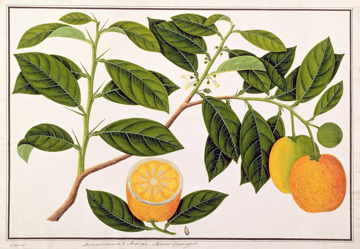 Lemomanies Macao-Macao Arance, da Disegni di Piante di Malacca, c.1805-18 da Chinese School