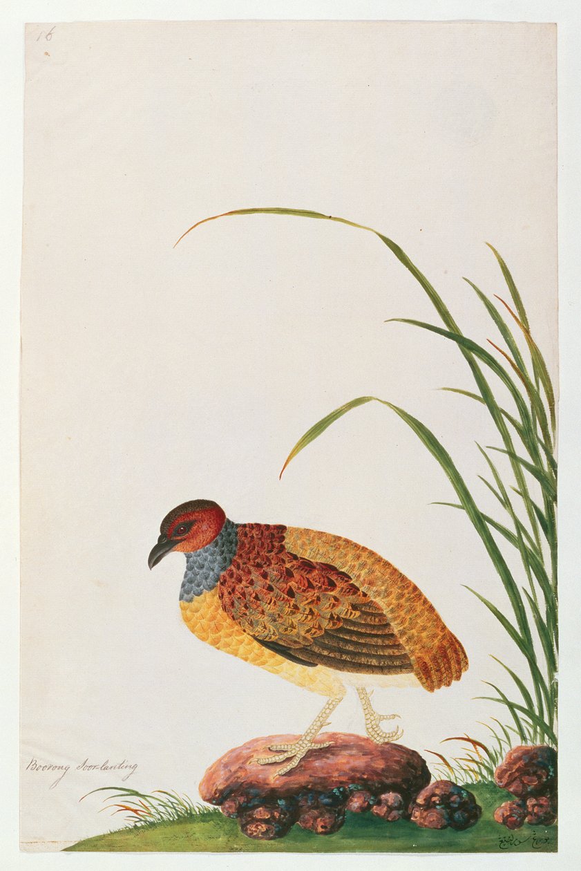 Pernice dal becco lungo, da Disegni di uccelli di Malacca, c.1805-18 da Chinese School