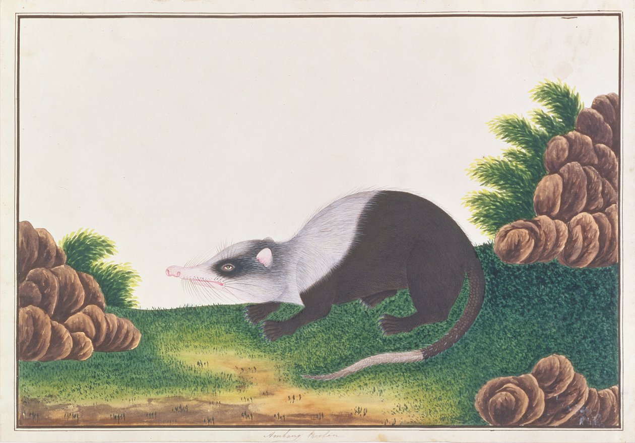Moonrat, da Disegni di Animali, Insetti e Rettili di Malacca, c.1805-18 da Chinese School