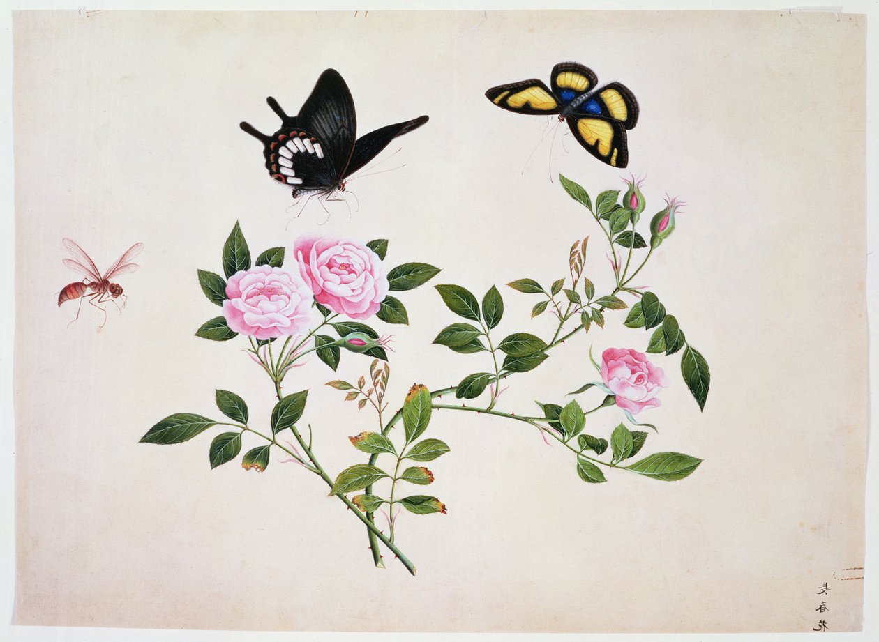 Rose in boccio e in fiore con farfalle e insetti da Chinese School