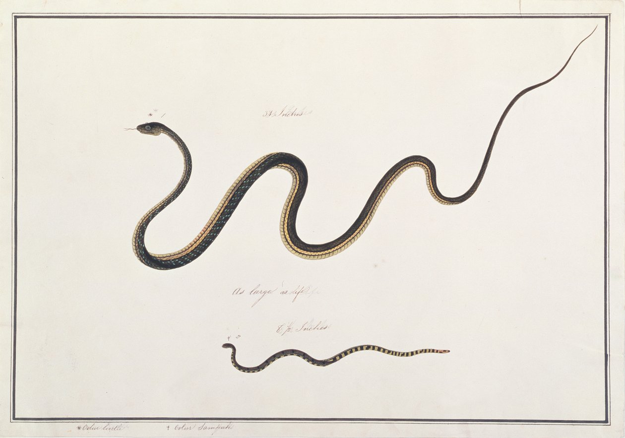 Bronzeback dipinto con serpente corallo malese a bande, da Disegni di animali, insetti e rettili di Malacca, c.1805-18 (acquerello e gouache su carta) da Chinese School