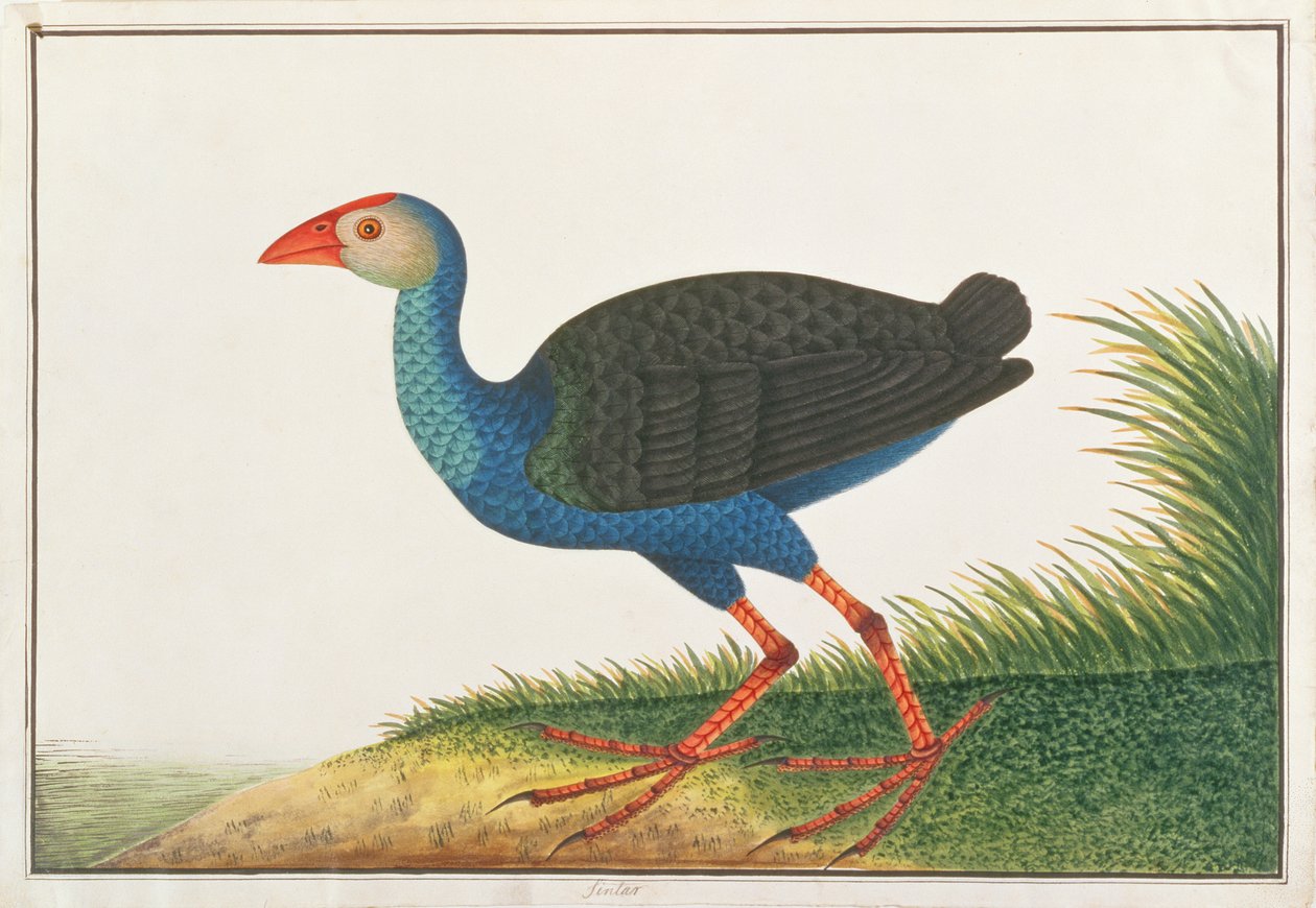 Pollo sultano, da Disegni di uccelli di Malacca, c.1805-18 da Chinese School