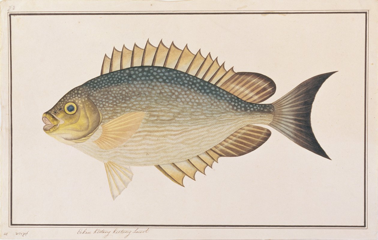 Pesce Coniglio, da Disegni di Pesci di Malacca, c.1805-18 da Chinese School