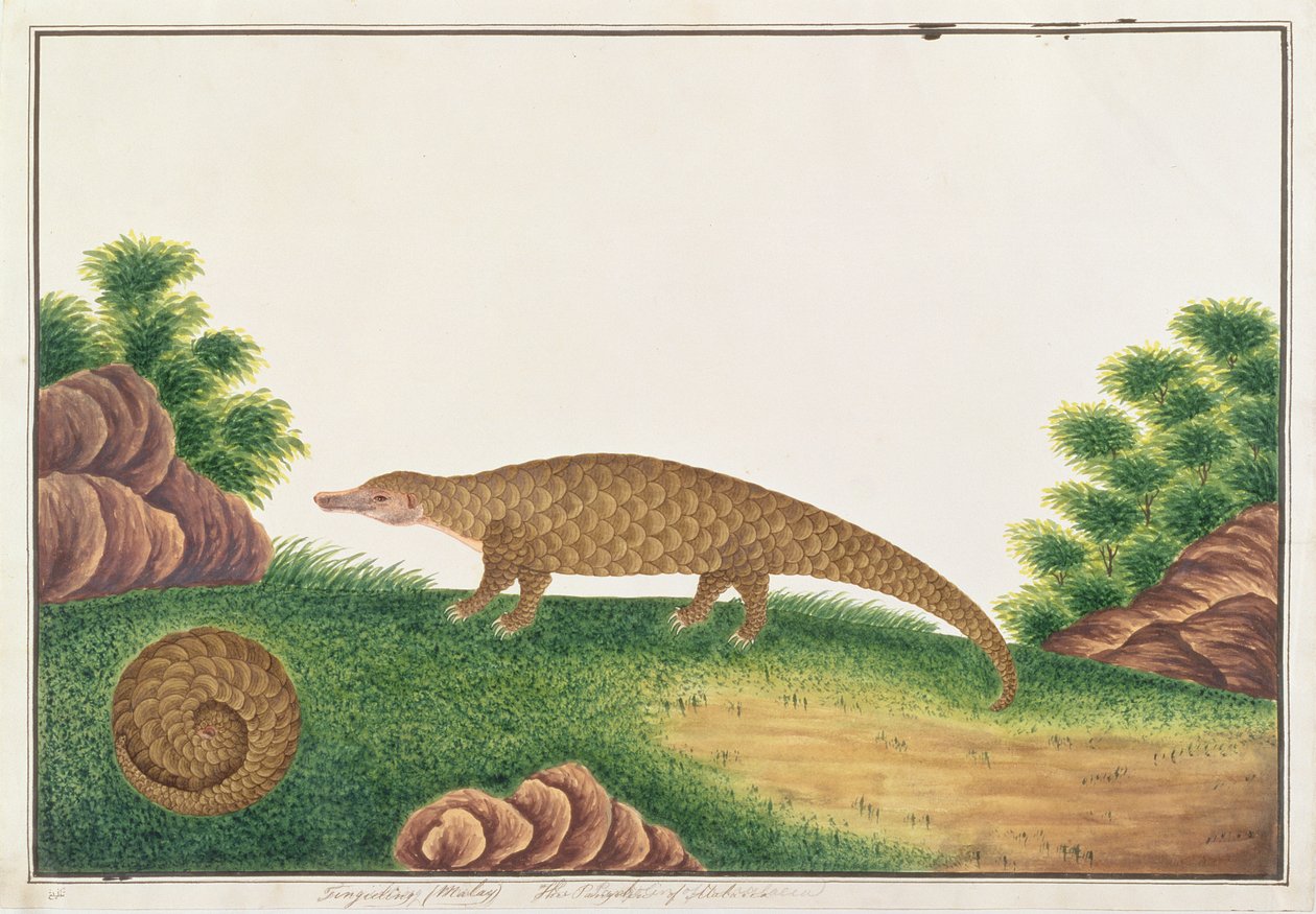 Pangolino della Sonda, da Disegni di animali, insetti e rettili di Malacca, c.1805-18 da Chinese School