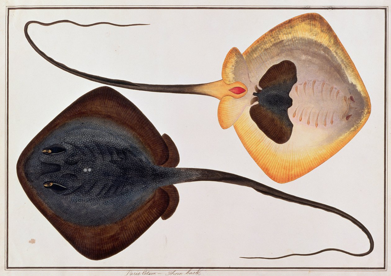 Pesce spinoso, Parie Eetam, da Disegni di pesci di Malacca, c.1805-18 da Chinese School
