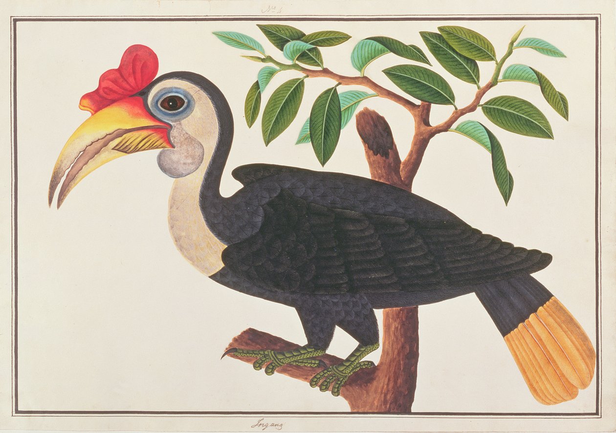 Bucero rugoso, da Disegni di uccelli di Malacca, c.1805-18 da Chinese School