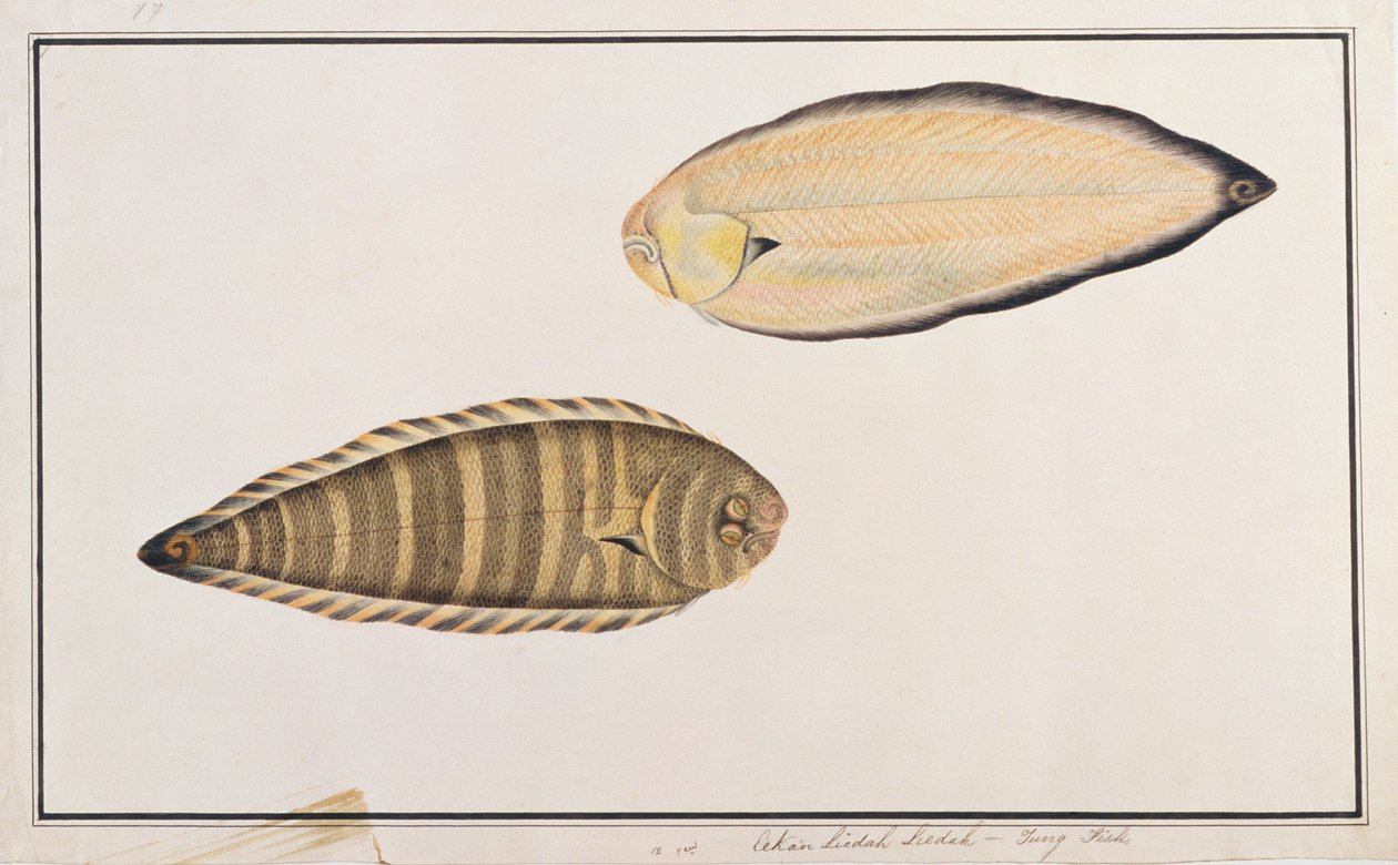 Sogliola zebra, da Disegni di pesci di Malacca, c.1805-18 da Chinese School