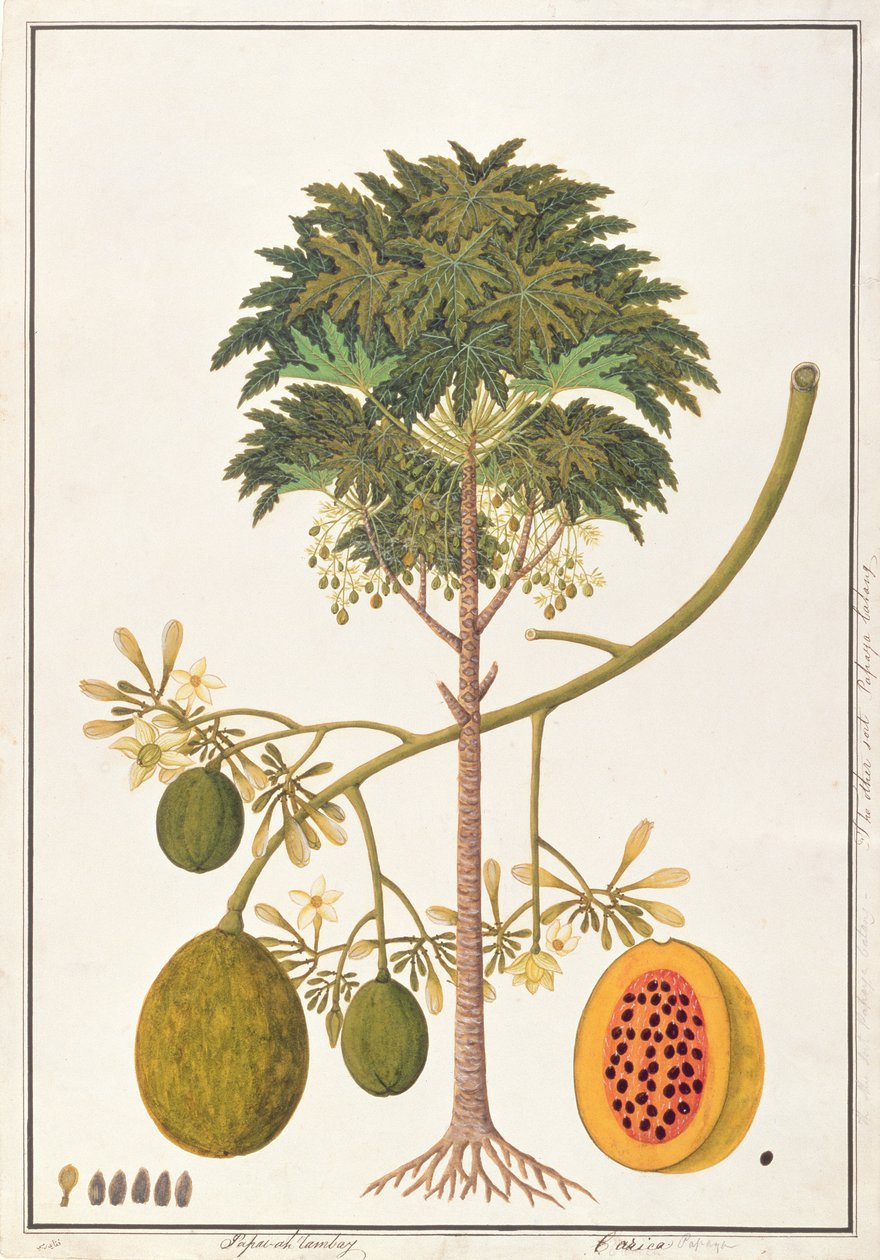 dapai-ah Tambay o Carica, da Disegni di Piante di Malacca, c.1805-18 da Chinese School